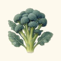 Waltham 29 Broccoli Seeds