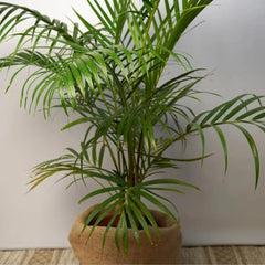 Hawaiian Kentia Palm