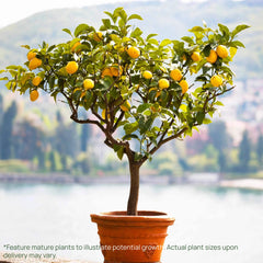 Improved Meyer Lemon Tree