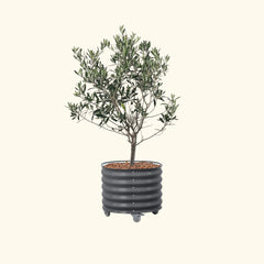 Arbequina Olive Tree with Rolling Tree Planter - 30 Gallon