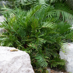 Coontie
