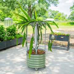 Classic Rolling Dragon Fruit Planter Gen 2