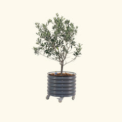 Arbequina Olive Tree with Self-Watering Rolling Planter - 30 Gallon