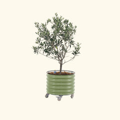 Arbequina Olive Tree with Self-Watering Rolling Planter - 30 Gallon
