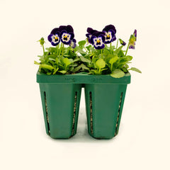 Jumbo Seedling Tray - 5" x 5"