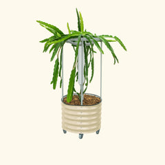 Classic Rolling Dragon Fruit Planter Gen 2