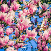 Jane Magnolia