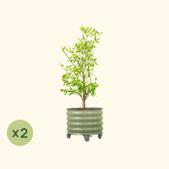 Classic Rolling Citrus Tree Planter - 2 Pack (20 Gallon)