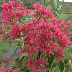 Temple of Bloom® Seven-Son Flower