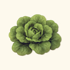 Organic Buttercrunch Lettuce Seeds