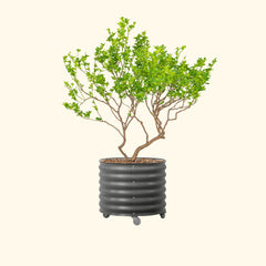 Classic Rolling Citrus Tree Planter - 45 Gallon