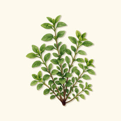 Organic Greek Oregano Seeds