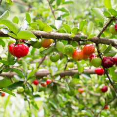 Barbados 'Acerola' Cherry Tree