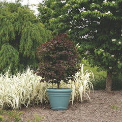 Garden Gems® Amethyst Redbud