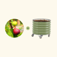 Chicago Hardy Fig Tree with Rolling Planter