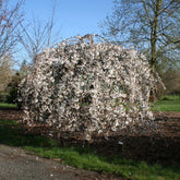 Snow Fountains® Weeping Cherry Tree