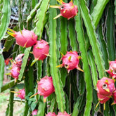 Dragon Fruit