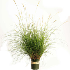 Dwarf Maiden Grass