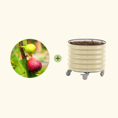 Chicago Hardy Fig Tree with Rolling Planter