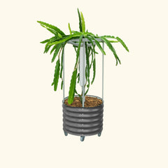 Classic Rolling Dragon Fruit Planter Gen 2