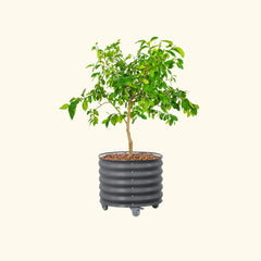 Classic Rolling Citrus Tree Planter - 30 Gallon