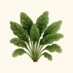 Organic Bloomsdale Spinach Seeds