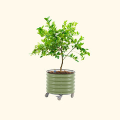 Self-Watering Rolling Citrus Tree Planter 30 Gallon - Gen 2