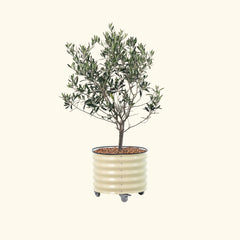 Arbequina Olive Tree with Rolling Tree Planter - 30 Gallon