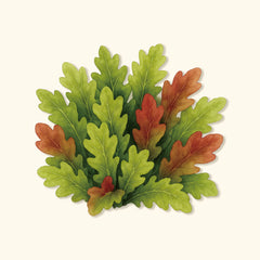 Organic Salad Bowl Blend Lettuce Seeds