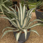 Agave Americana 'Mediopicta Alba'