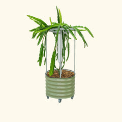 Classic Rolling Dragon Fruit Planter Gen 2