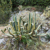 Agave Americana 'Variegata'
