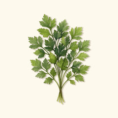Organic Giant of Italy Parsley Seeds