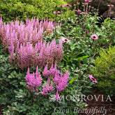 Vision in Pink Astilbe