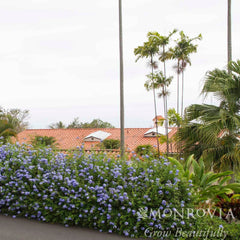 Royal Cape® Plumbago