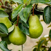 Kieffer Pear Tree
