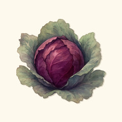 Organic Red Acre Cabbage Seeds