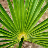 Needle Palm Tree