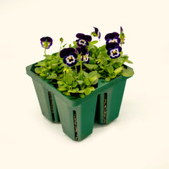 Jumbo Seedling Tray - 5" x 5"