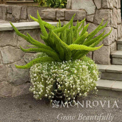 Foxtail Fern