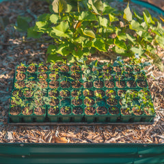 Standard Seedling Tray - 5" x 5"