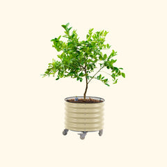 Self-Watering Rolling Citrus Tree Planter 30 Gallon - Gen 2