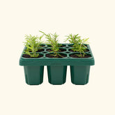 Giga Seedling Tray - 10" x 10"