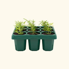 Giga Seedling Tray - 10" x 10"