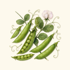 Organic Sugar Snap Pea Seeds