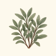Organic Broadleaf Sage Seeds