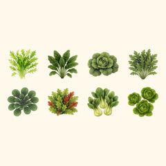 Leafy Seeds Kit