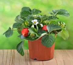 Free Strawberry Plant