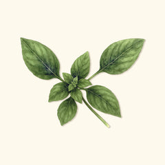 Organic Genovese Basil Seeds