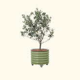 Arbequina Olive Tree with Rolling Tree Planter - 30 Gallon